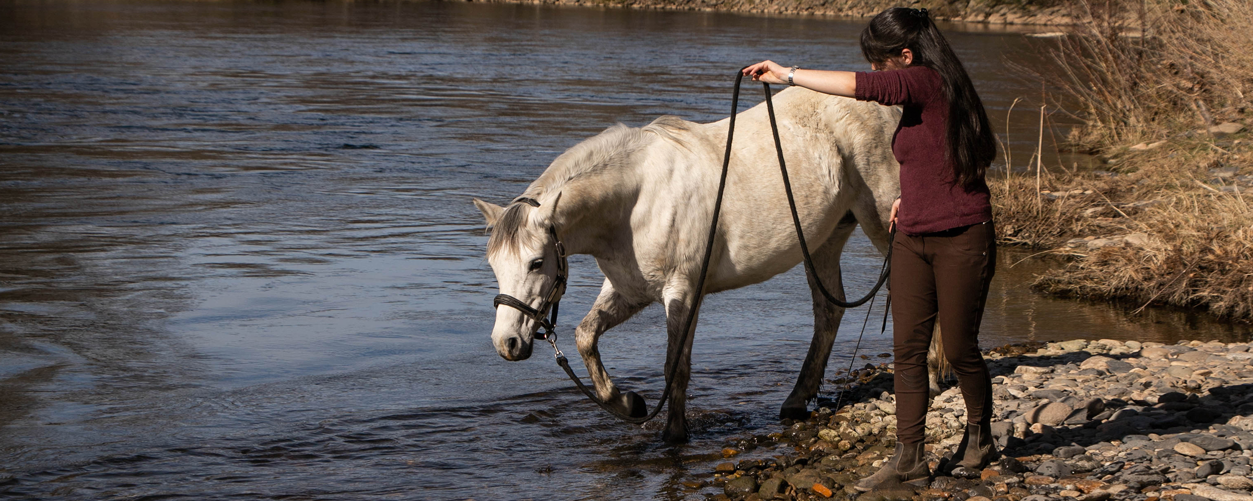education ethologie travail exterieur embuche desensibilisation chevaux cheval poney poneys