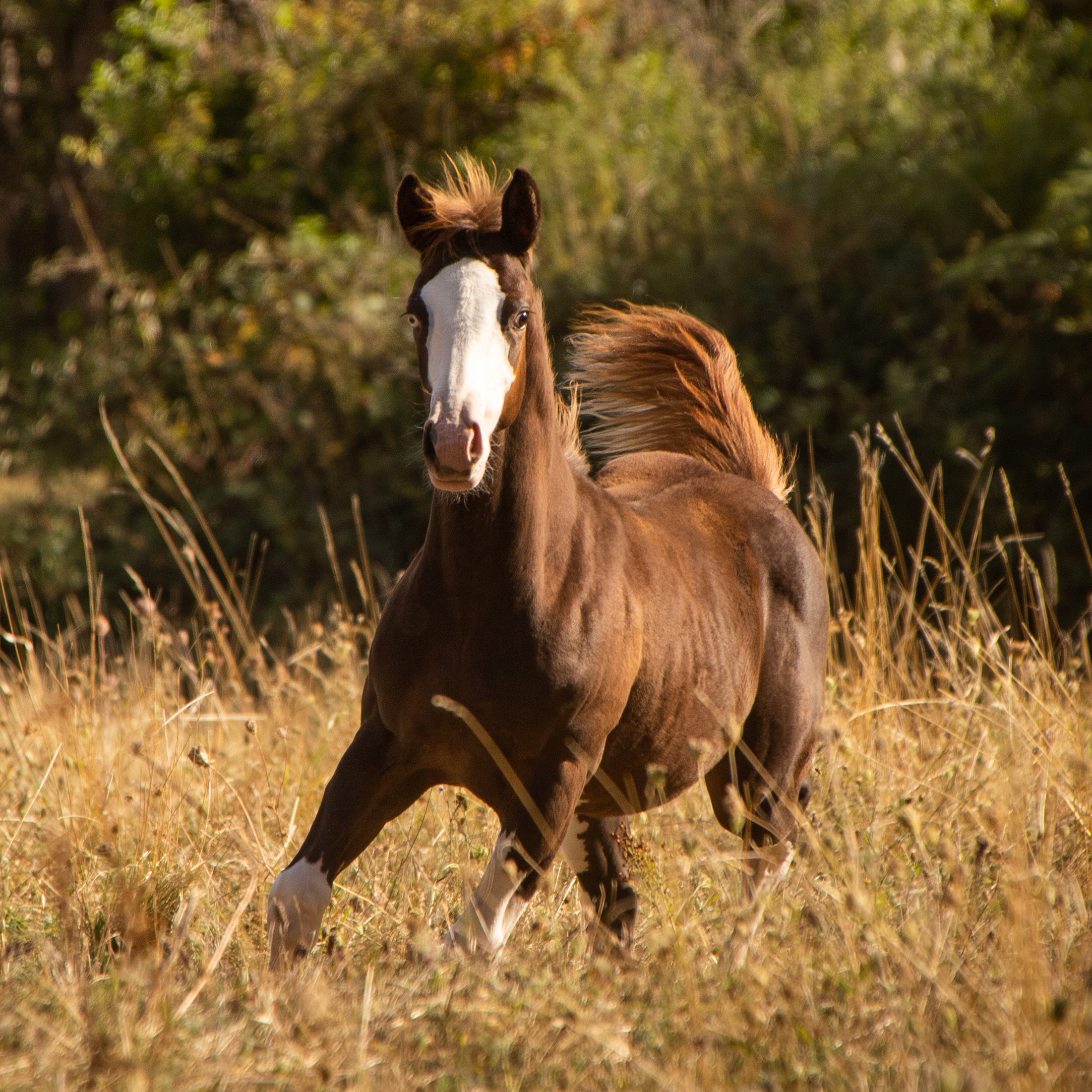 desensibilisation cheval ballon travail a pied au sol equifeel equifun horsemanship poney
